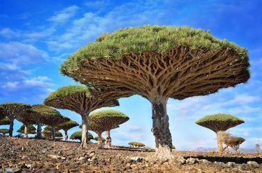 Ilha Socotra
